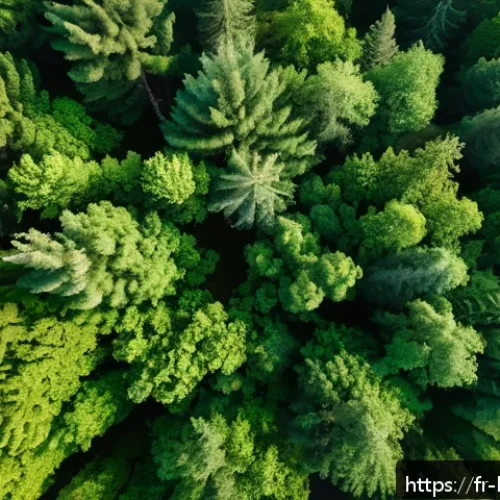 생물다양성 보전 관련 최신 기술 - A detailed aerial view of a lush protected forest captured by an advanced drone flying at low altitu...